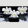 Симпл фотопечать стол обеденный раскладной / орхидея на черных камнях/бетон белый/металлик